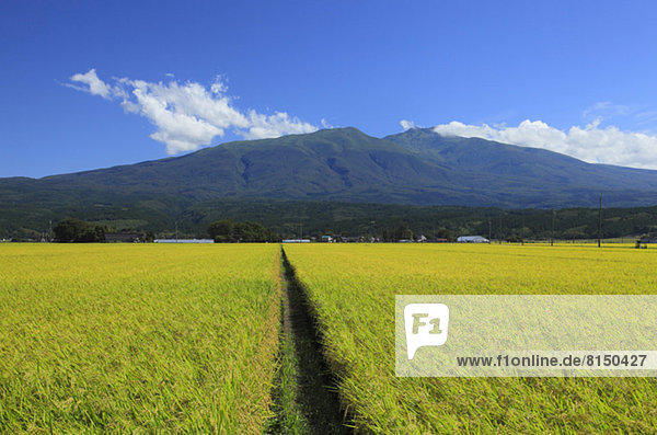 Rice field and Mt.Chokai  Yamagata prefecture