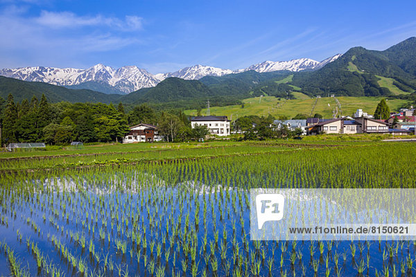 Berg Feld Reis Reiskorn Nagano