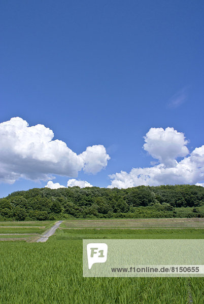 Countryside at summer  Osaka Prefecture