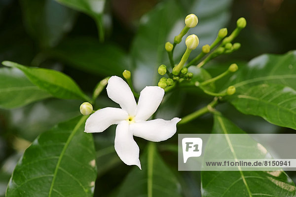 Schmetterlingsgardenie  Ostindischer Krepp-Jasmin  Kreppjasmin oder Krepp-Gardenie (Tabernaemontana divaricata)  Blüte