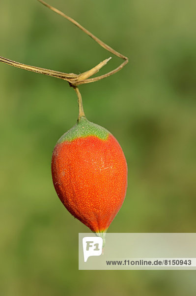 Kürbis (Trichosanthes spec.)  Frucht