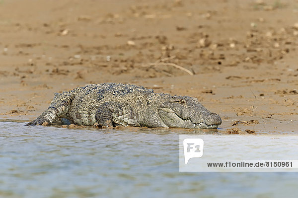 Indisches Sumpfkrokodil (Crocodylus palustris) am Ufer liegend