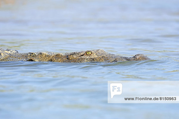 Indisches Sumpfkrokodil (Crocodylus palustris) im Wasser schwimmend