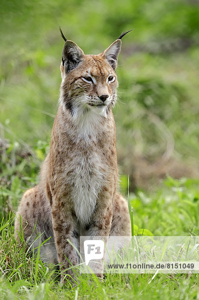 Eurasischer Luchs oder Nordluchs (Lynx lynx)  captive