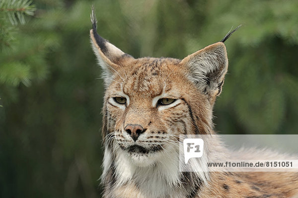 Eurasischer Luchs oder Nordluchs (Lynx lynx)  Portrait  captive