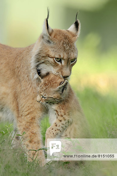 Eurasischer Luchs oder Nordluchs (Lynx lynx)  Weibchen trägt Jungtier  captive