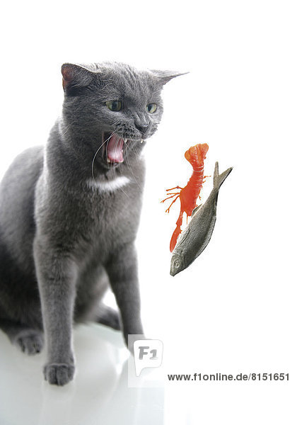 Katze mit Spielzeugfisch