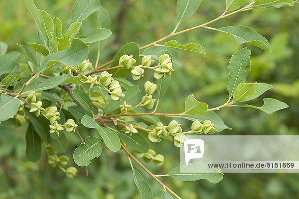 Pearlbush (Exochorda giraldii)  fruits and leaves  garden plant  native to China
