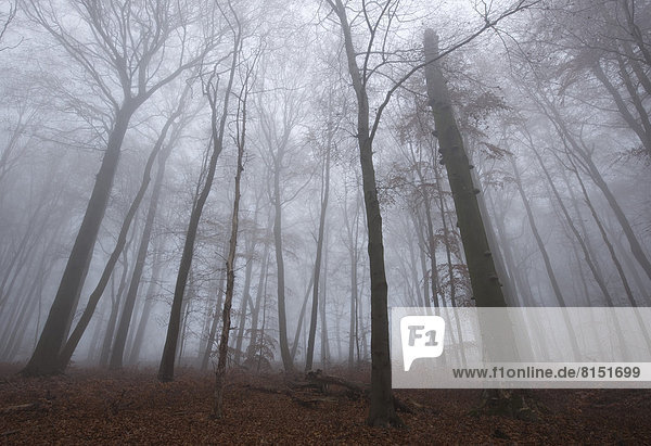 Nebel im Rotbuchenwald  Rotbuchen (Fagus sylvatica)