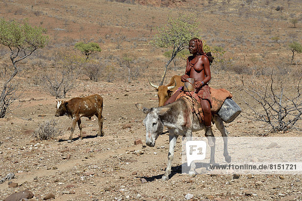 Himba woman on a donkey with a cow