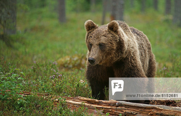 Braunbär Ursus arctos Bär
