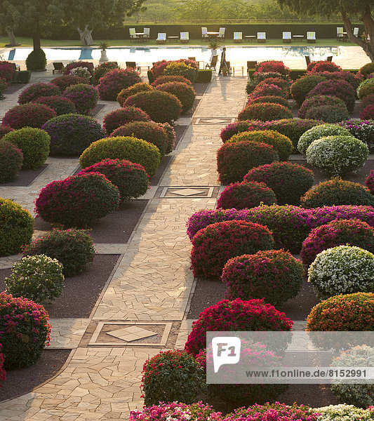 Gartenanlage mit farbigen Bougainvillea-Büschen  Palasthotel  Umaid-Bhavan-Palast oder Umaid Bhawan