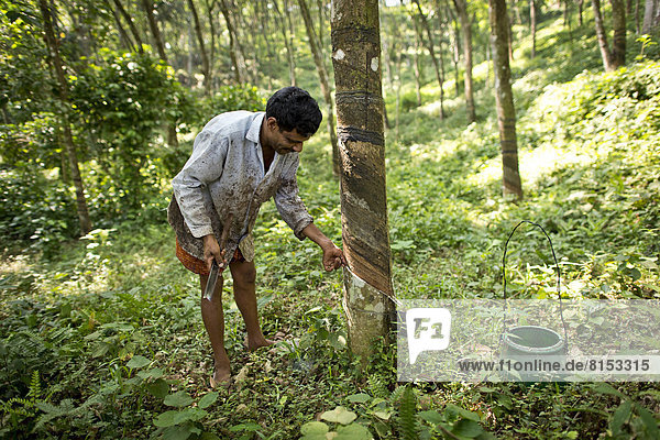 Mann ritzt Kautschukbaum (Hevea brasiliensis) an  auf einer Naturkautschuk-Plantage