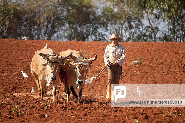 Farmer with his oxen-drawn plough