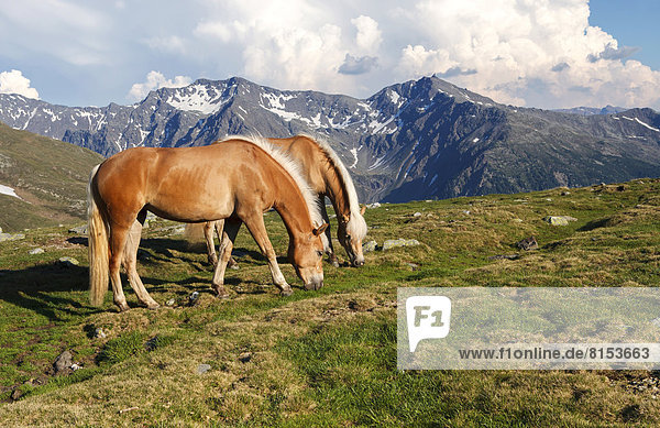 Two horses grazing on Penser Joch or Passo di Pennes  high mountain pass