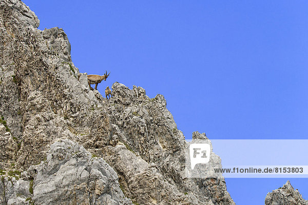Alpine Ibex or Steinbock (Capra ibex)  female with young