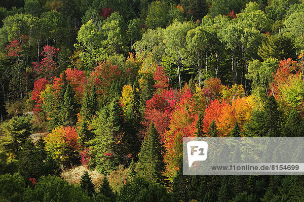 Laubwald in Herbstfarben  Indian Summer