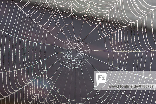Germany,  Bavaria,  View of morning dew on spider web