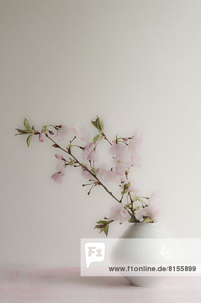 Pink cherry blossom in vase  close up
