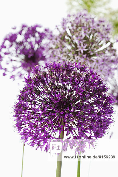 Giant onion flowers against white background  close up