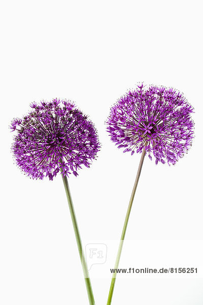 Giant onion flowers against white background  close up