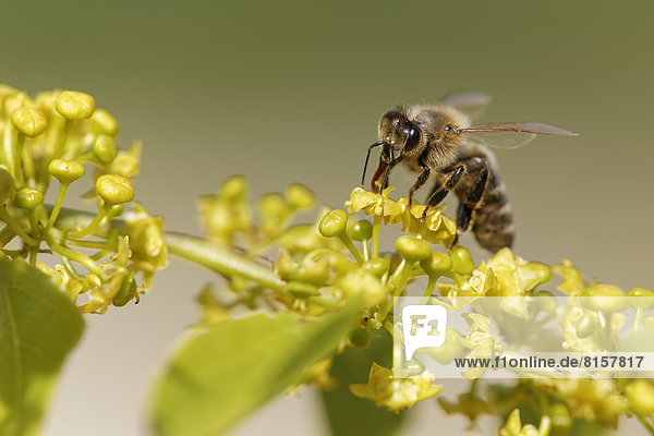 Kroatien  Honigbiene beim Sammeln von Blütenpollen