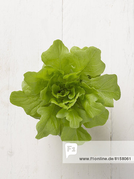 Butterhead lettuce on white background  close up