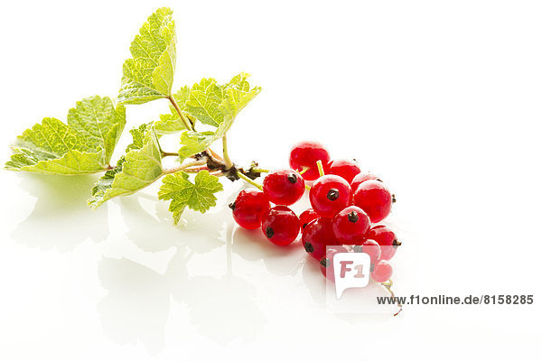 Red currants with shrubs on white background  close up