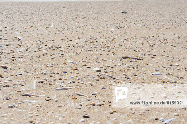 Dänemark  Romo  Muscheln auf Sand an der Nordsee