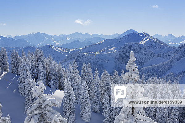 Deutschland  Bayern  Schneebedeckte Fichten am Tegelberg