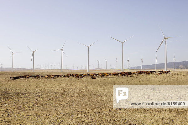 Spanien  Blick auf Windkraftanlage und Rinder im Feld