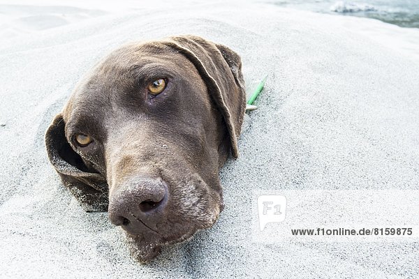 A dog buried in the sand.