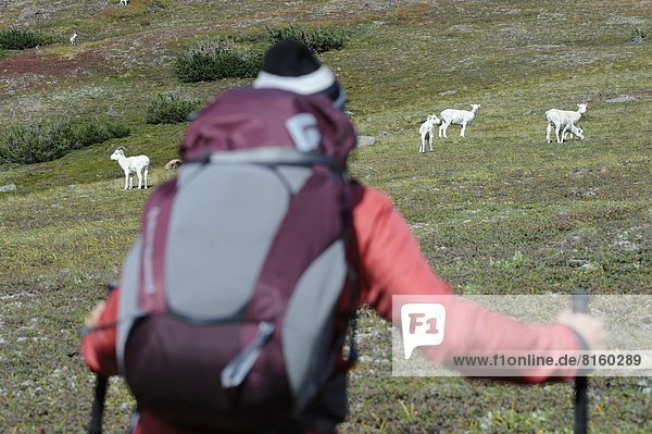 Backpacker watches Dall Sheep in Chugach State Park near Anchorage  Alaska.