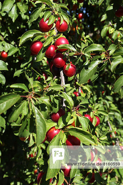 Griechische Kirschpflaumen (Prunus cerasifera)  biologischer Anbau