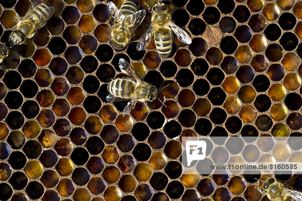 Honigbienen (Apis sp.) und Honigwaben