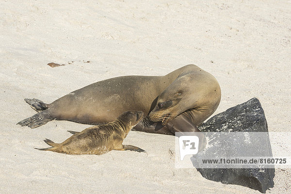 Galapagos Sea Lion (Zalophus wollebaeki)  adult turning to pup