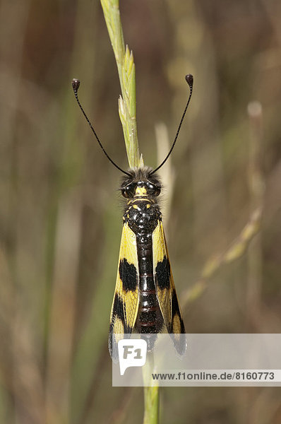 Östlicher Schmetterlingshaft (Libelloides macaronius)  Flügelstellung geschlossen