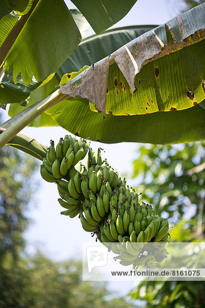 Bananen-Staude  Banane (Musa paradisiaca)