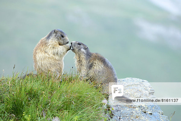 Junges Alpenmurmeltier (Marmota marmota)  bettelt um Futter