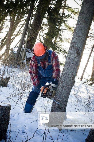 Lumberjack felling tree