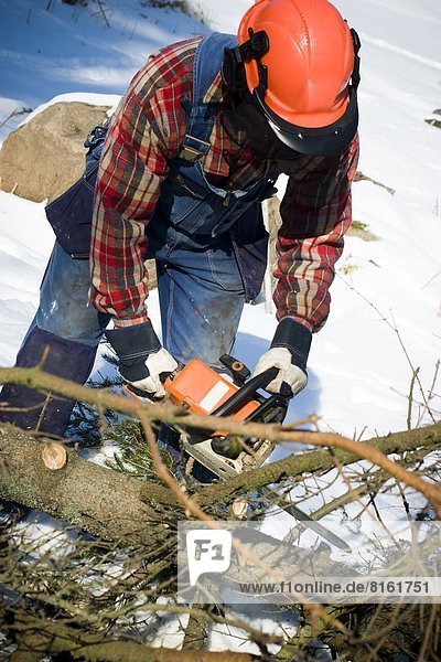 Lumberjack sawing tree