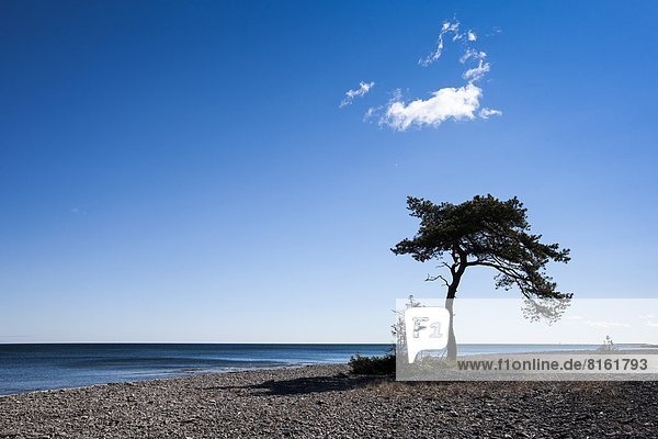 Strand  Baum  Einsamkeit