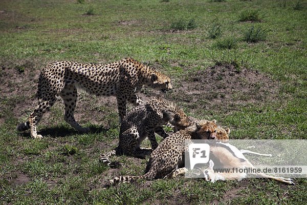 Gepard  Acinonyx jubatus  essen  essend  isst  Antilope