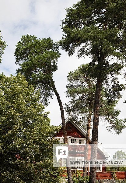 Baum Fokus auf den Vordergrund Fokus auf dem Vordergrund Blockhaus Holzhaus