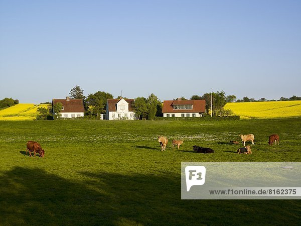 Farm building and cows on pasture