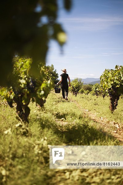Harvest at vineyard