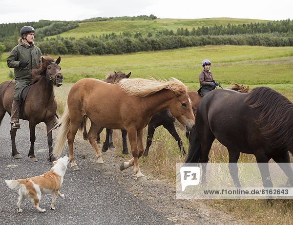 Women riding Icelandic horses