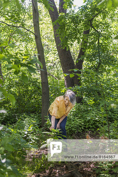 Senior  Senioren  Frau  Wald  wandern