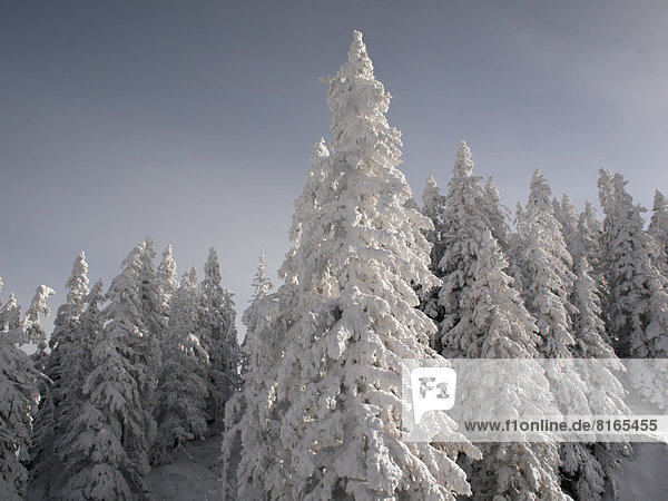 Snowcapped forest