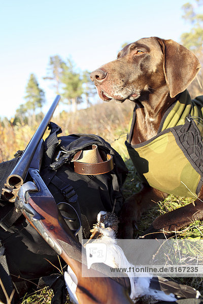 Rucksack  nahe  liegend  liegen  liegt  liegendes  liegender  liegende  daliegen  Hund  Gewehr